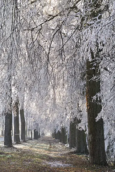 565029 - Limes (Tilia) with hoar frost
