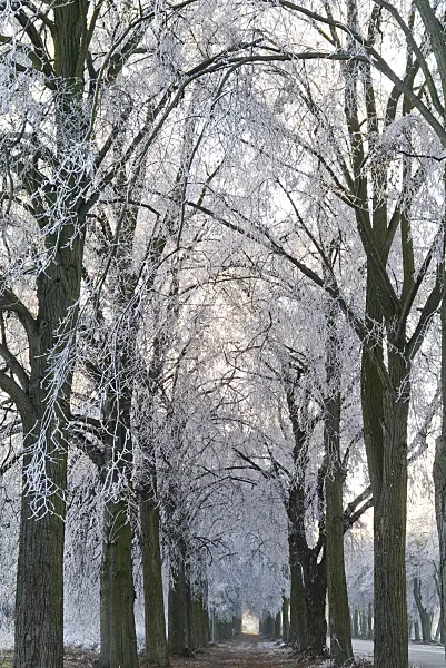 565031 - Limes (Tilia) with hoar frost