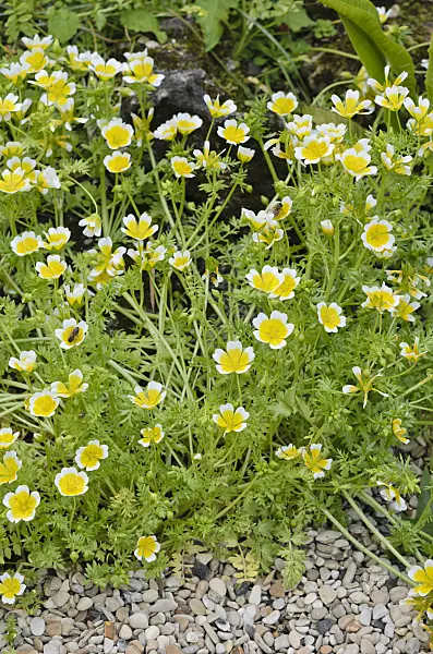 533216 - Limnanthes douglasii