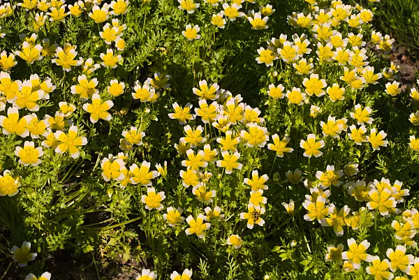 672083 - Limnanthes douglasii