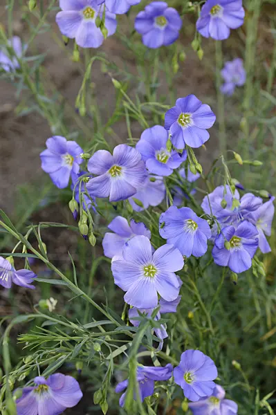 472162 - Lin des Alpes (Linum perenne subsp. alpinum)