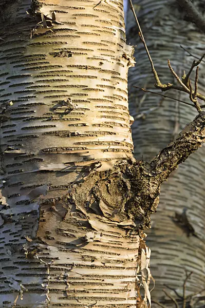 515004 - Lindenblättrige Birke (Betula maximowicziana)