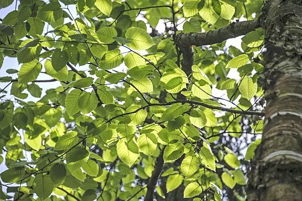 535262 - Lindenblättrige Birke (Betula maximowicziana)