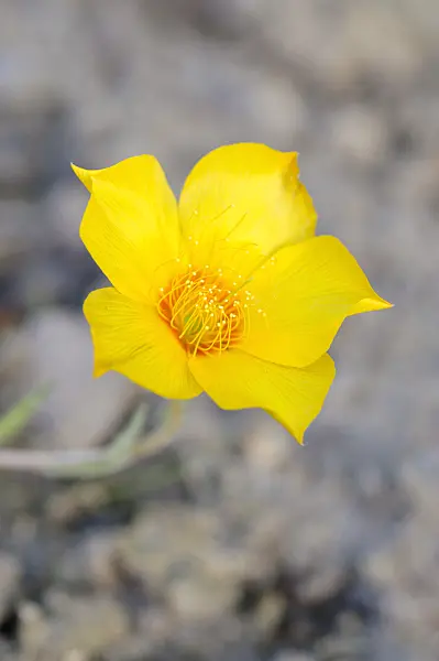 472298 - Lindleys Mentzelie (Mentzelia lindleyi)