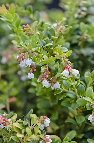 547010 - Lingonberry (Vaccinium vitis-idaea)