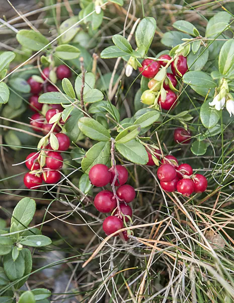 651557 - Lingonberry (Vaccinium vitis-idaea)