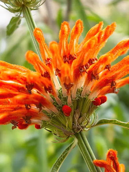 417029 - Lion's ear (Leonotis leonurus)