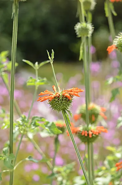 536008 - Lion's ear (Leonotis nepetifolia)