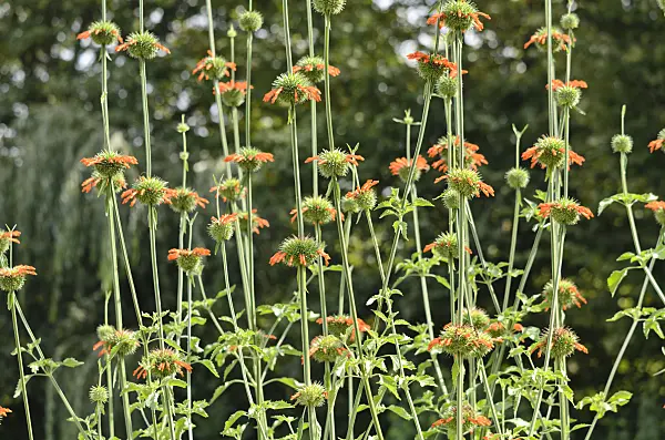 536009 - Lion's ear (Leonotis nepetifolia)