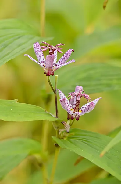 525408 - Lis crapaud du Japon (Tricyrtis hirta)
