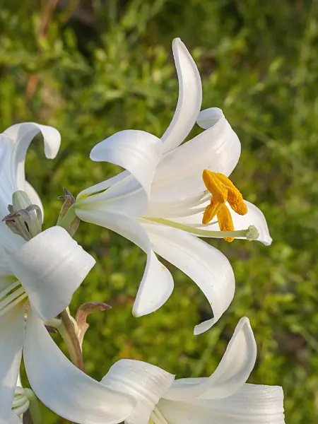 403013 - Lis de la Madone (Lilium candidum)
