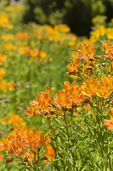 508427 - Lis des Incas (Alstroemeria aurea)