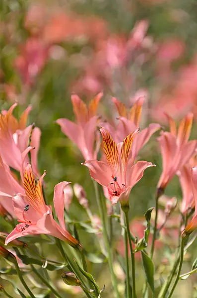 508424 - Lis des Incas (Alstroemeria ligtu)
