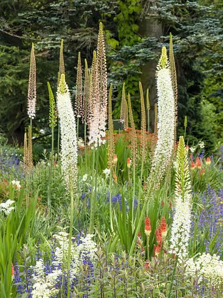 426070 - Lis des steppes de l'Himalaya (Eremurus himalaicus)