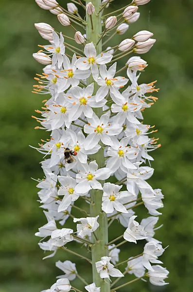 545093 - Lis des steppes géant (Eremurus robustus)