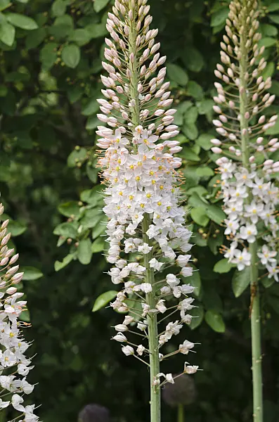 545094 - Lis des steppes géant (Eremurus robustus)