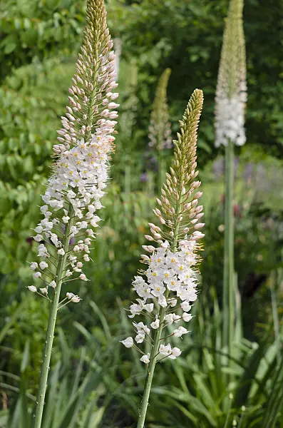 545095 - Lis des steppes géant (Eremurus robustus)