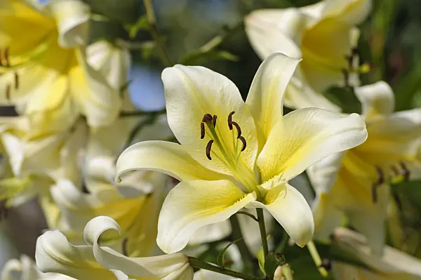 474420 - Lis (Lilium hybr.)