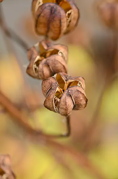 525027 - Lis martagon (Lilium martagon)