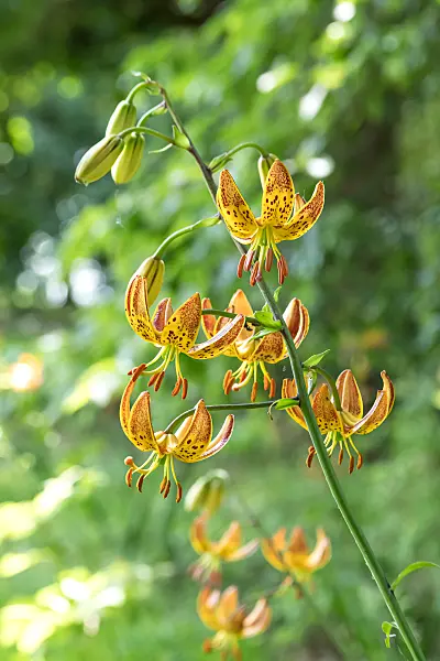 664227 - Lis martagon (Lilium martagon)