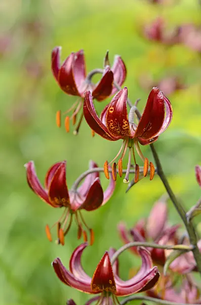 521151 - Lis martagon (Lilium martagon 'Claude Shride')