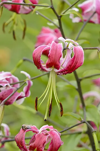 534477 - Lis oriental (Lilium Black Beauty)