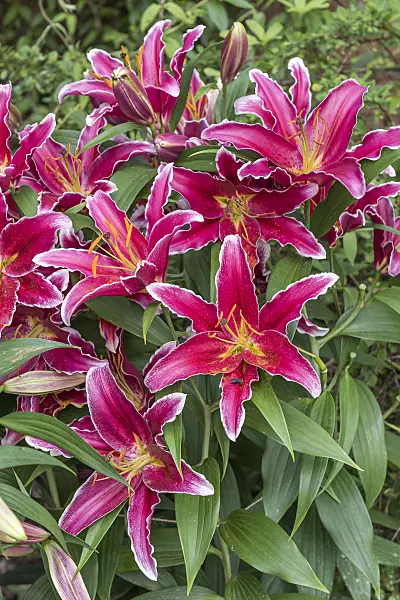 616419 - Lis oriental (Lilium Kings Cross)