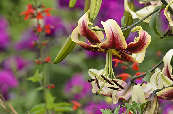 498338 - Lis oriental trompette (Lilium Scheherazade)