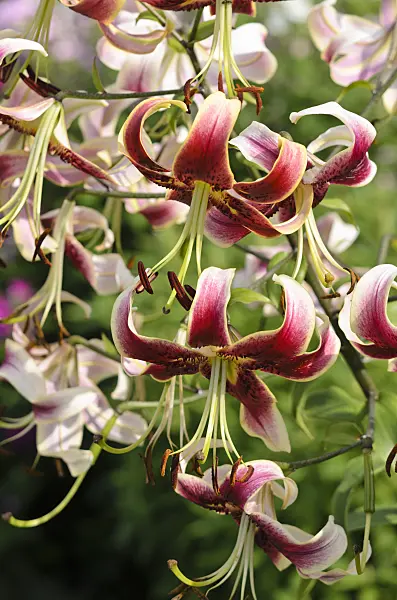 523020 - Lis oriental trompette (Lilium Scheherazade)