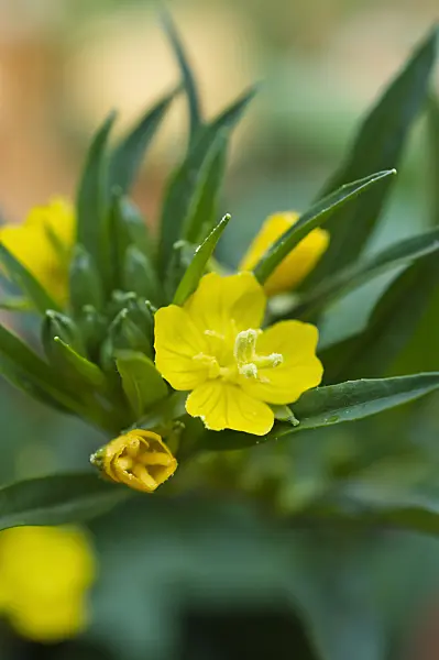 513064 - Little evening primrose (Oenothera perennis)