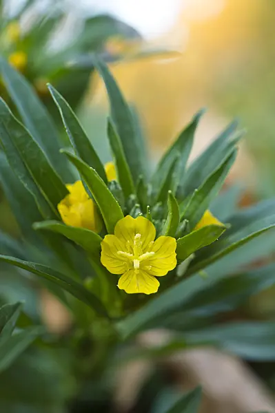 513065 - Little evening primrose (Oenothera perennis)