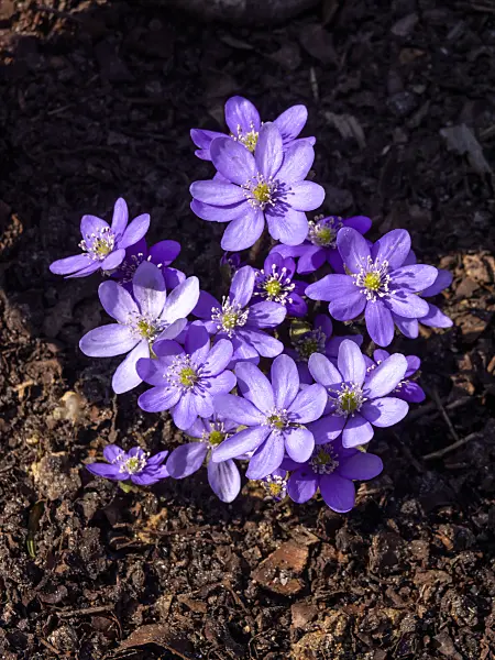 436090 - Liverwort (Hepatica nobilis)