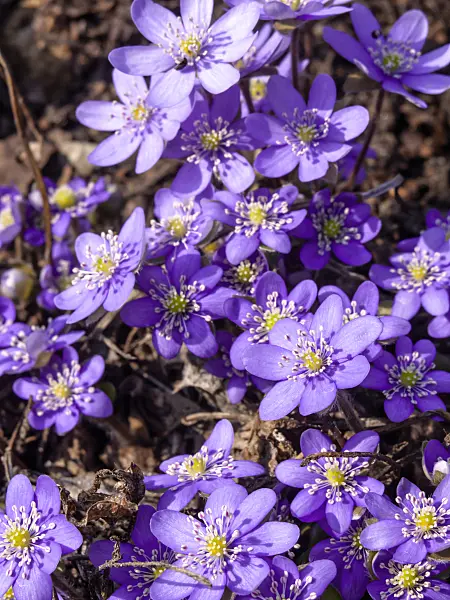 436091 - Liverwort (Hepatica nobilis)