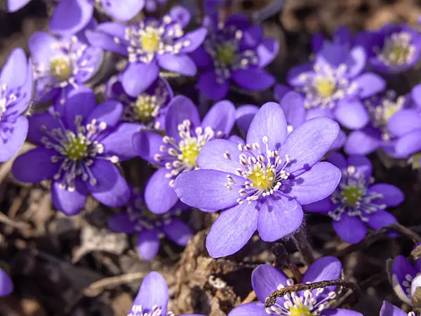 436092 - Liverwort (Hepatica nobilis)