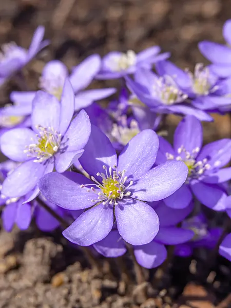 436093 - Liverwort (Hepatica nobilis)