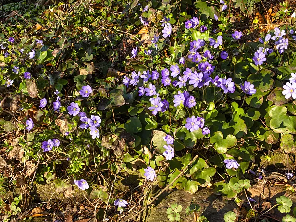 458017 - Liverwort (Hepatica nobilis)