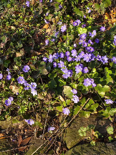 458018 - Liverwort (Hepatica nobilis)
