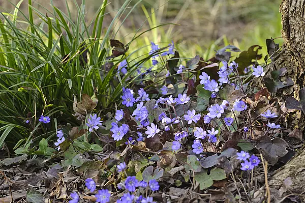 470040 - Liverwort (Hepatica nobilis)