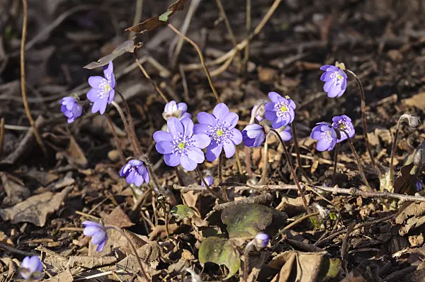 470041 - Liverwort (Hepatica nobilis)