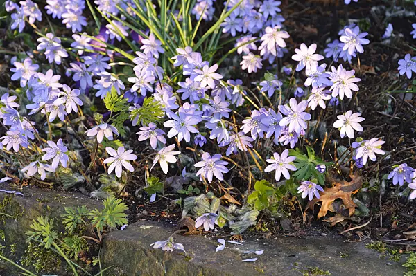 470132 - Liverwort (Hepatica nobilis)