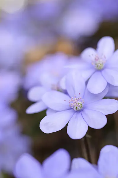 471013 - Liverwort (Hepatica nobilis)