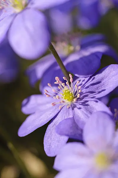 471014 - Liverwort (Hepatica nobilis)