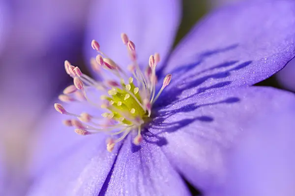 471015 - Liverwort (Hepatica nobilis)