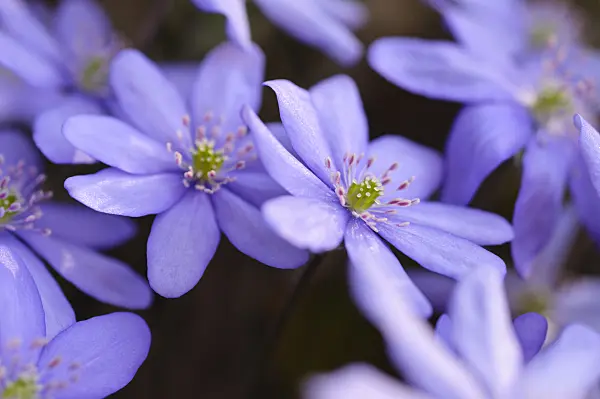 471017 - Liverwort (Hepatica nobilis)