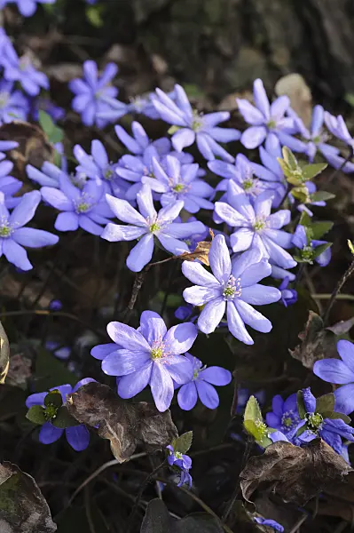 471018 - Liverwort (Hepatica nobilis)