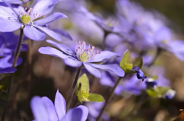 494123 - Liverwort (Hepatica nobilis)