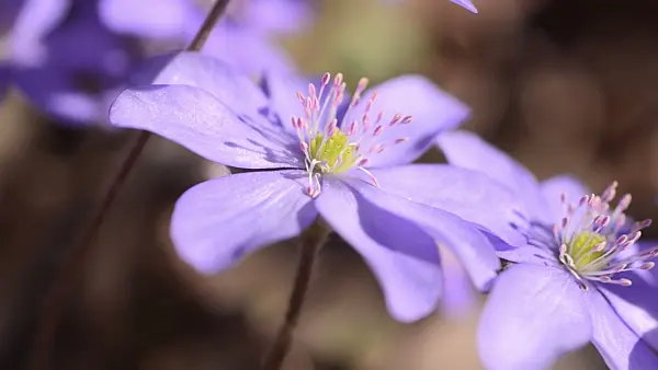 494129 - Liverwort (Hepatica nobilis)
