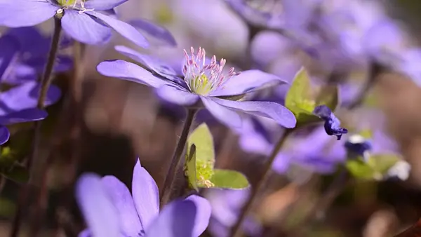 494130 - Liverwort (Hepatica nobilis)