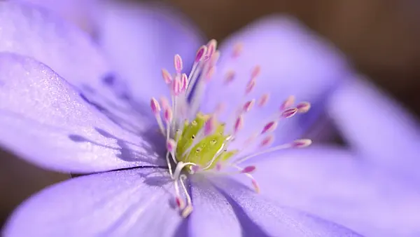 494131 - Liverwort (Hepatica nobilis)