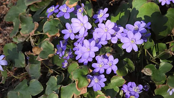 494132 - Liverwort (Hepatica nobilis)